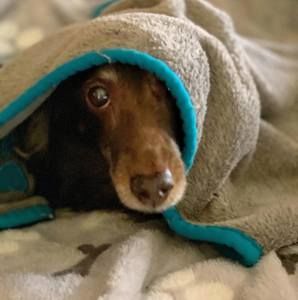 Meet your Posher, Pamela